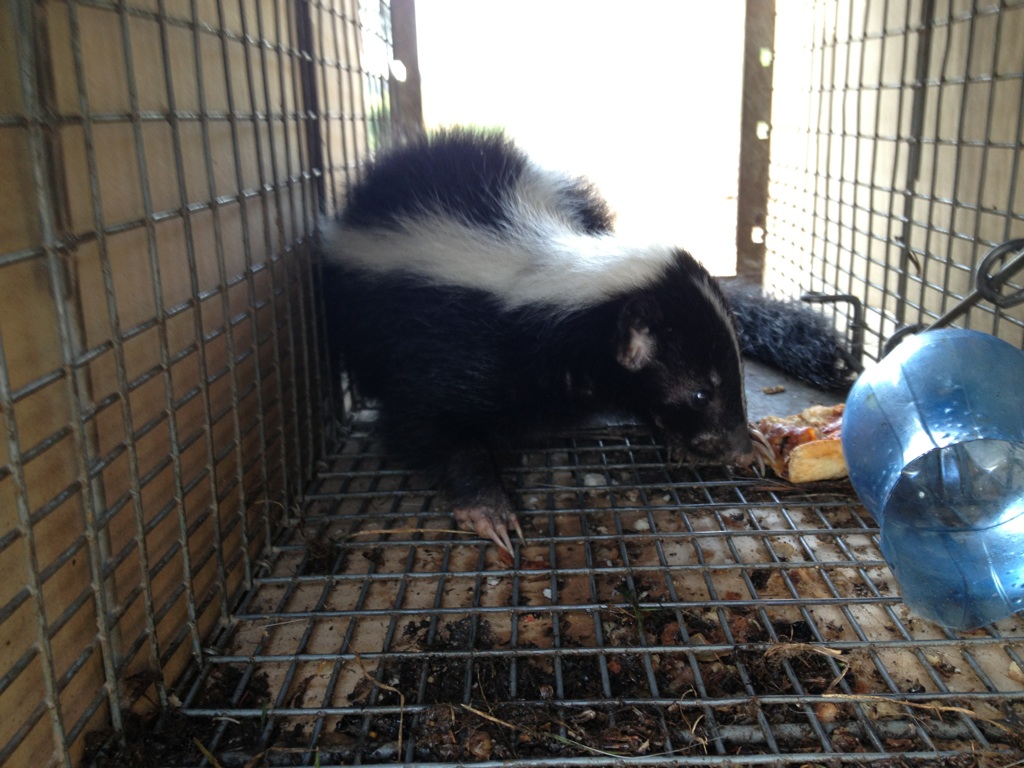 Smell of the Wild Skunk Control in Lake of the Ozarks Adair's