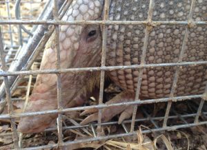 Humane trapping for armadillo control
