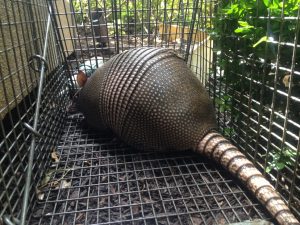 Nine-Banded Armadillo