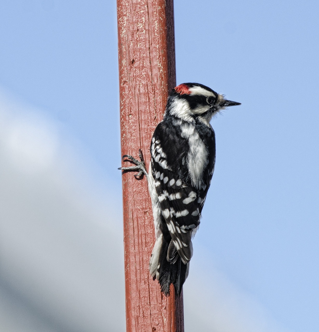 Using Feeding Stations to Prevent Woodpecker Damage Adair's Animal