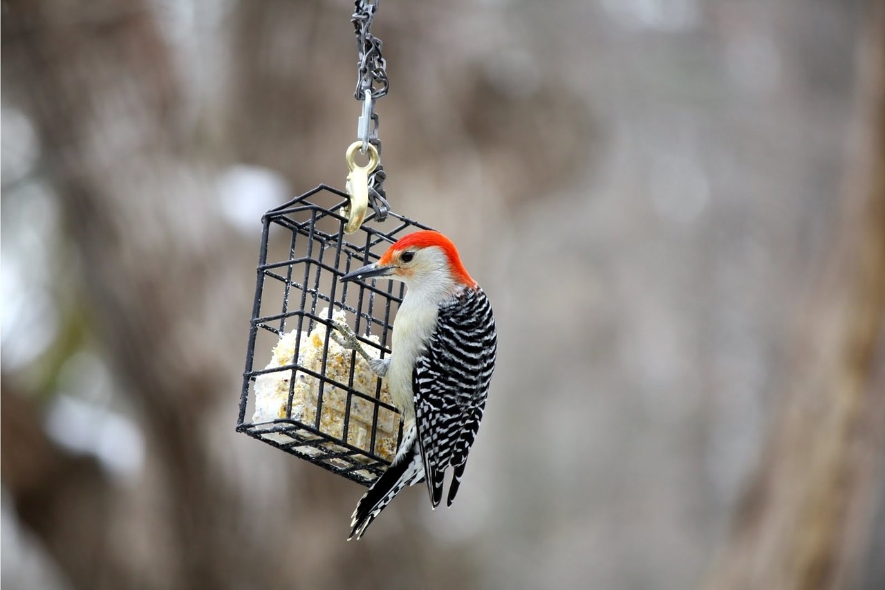 Using Feeding Stations and Other Methods to Prevent Woodpecker Damage