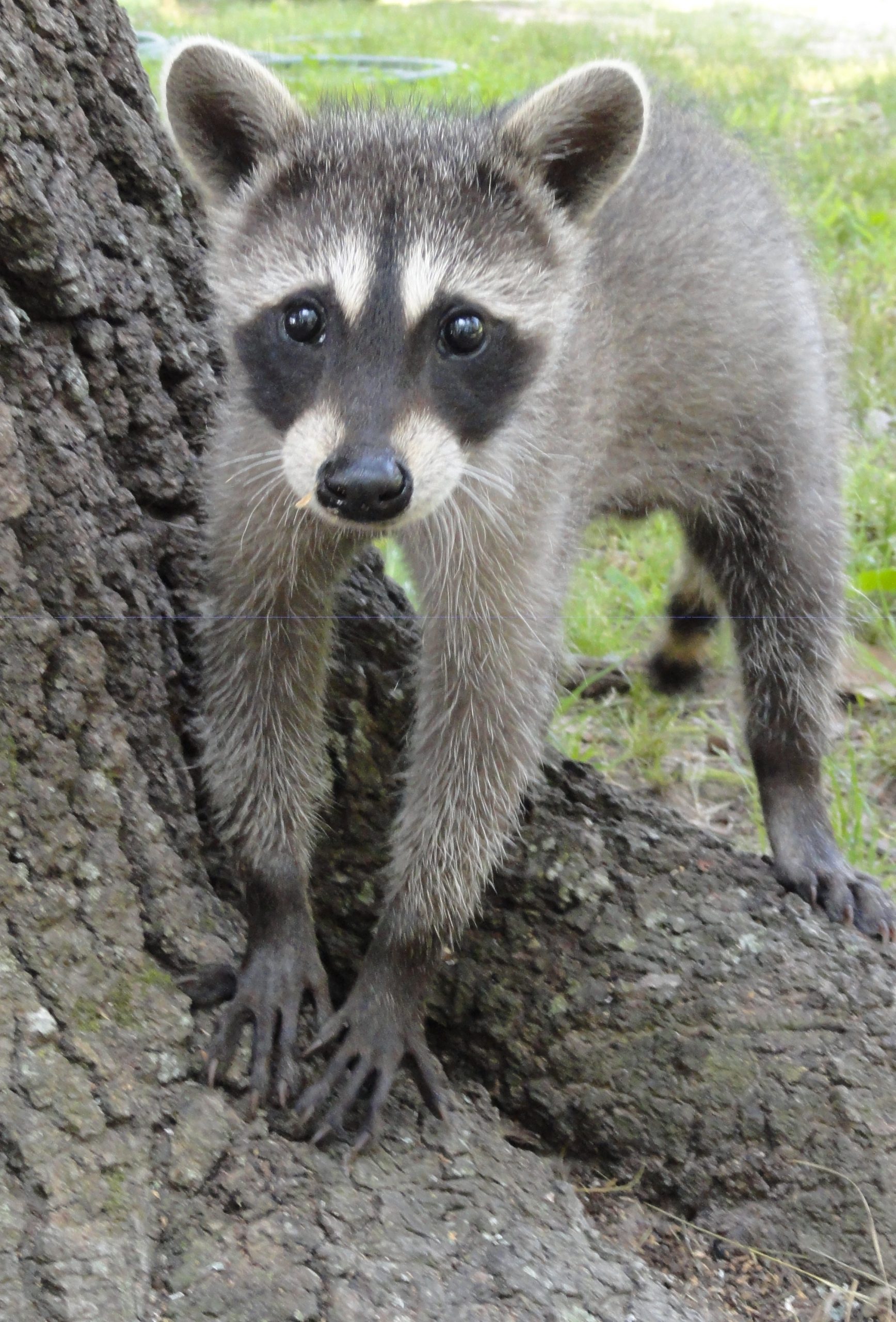Little Rascals Time for Baby Raccoons Adair's Animal Nuisance Trapping