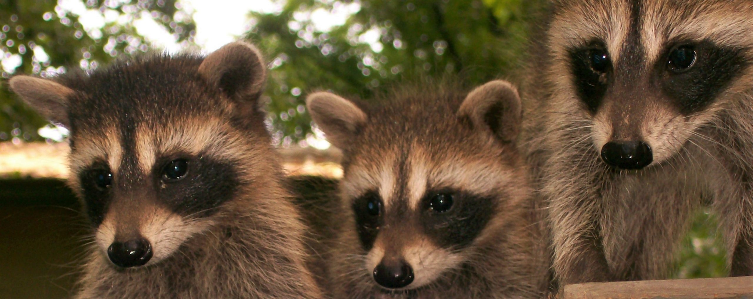 Little Rascals - Time for Baby Raccoons