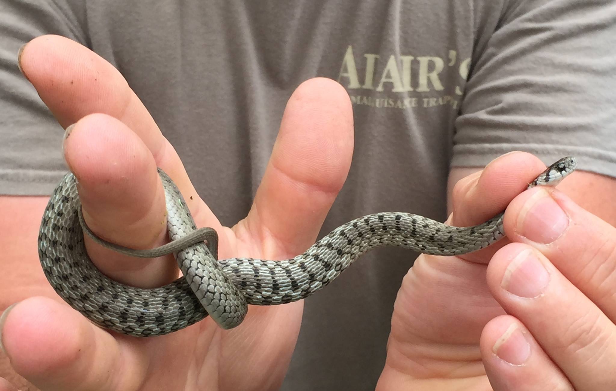 Myths and Conceptions about Snakes Adair's Snake removal Lake of the Ozarks