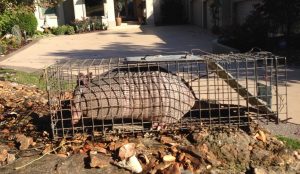 Armadillo Control and removal at Lake of the Ozarks