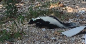 Stripped Skunk removal