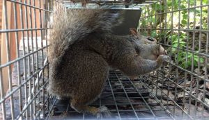 Squirrel Removal Lake of the Ozarks