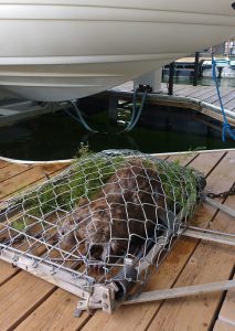Nuisance Beaver Removal