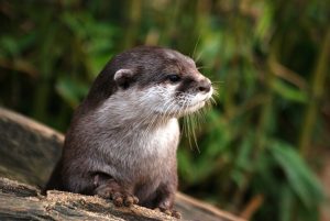 River Otters
