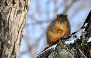 Keeping Wildlife Outdoors This Winter