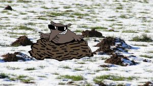 Moles in Your Yard - Do Moles Hibernate in Winter?