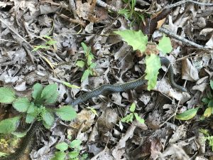 King snake