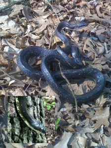 Western rat snake (black rat snake)