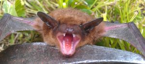 Bat removal