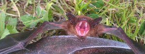 Bat removal